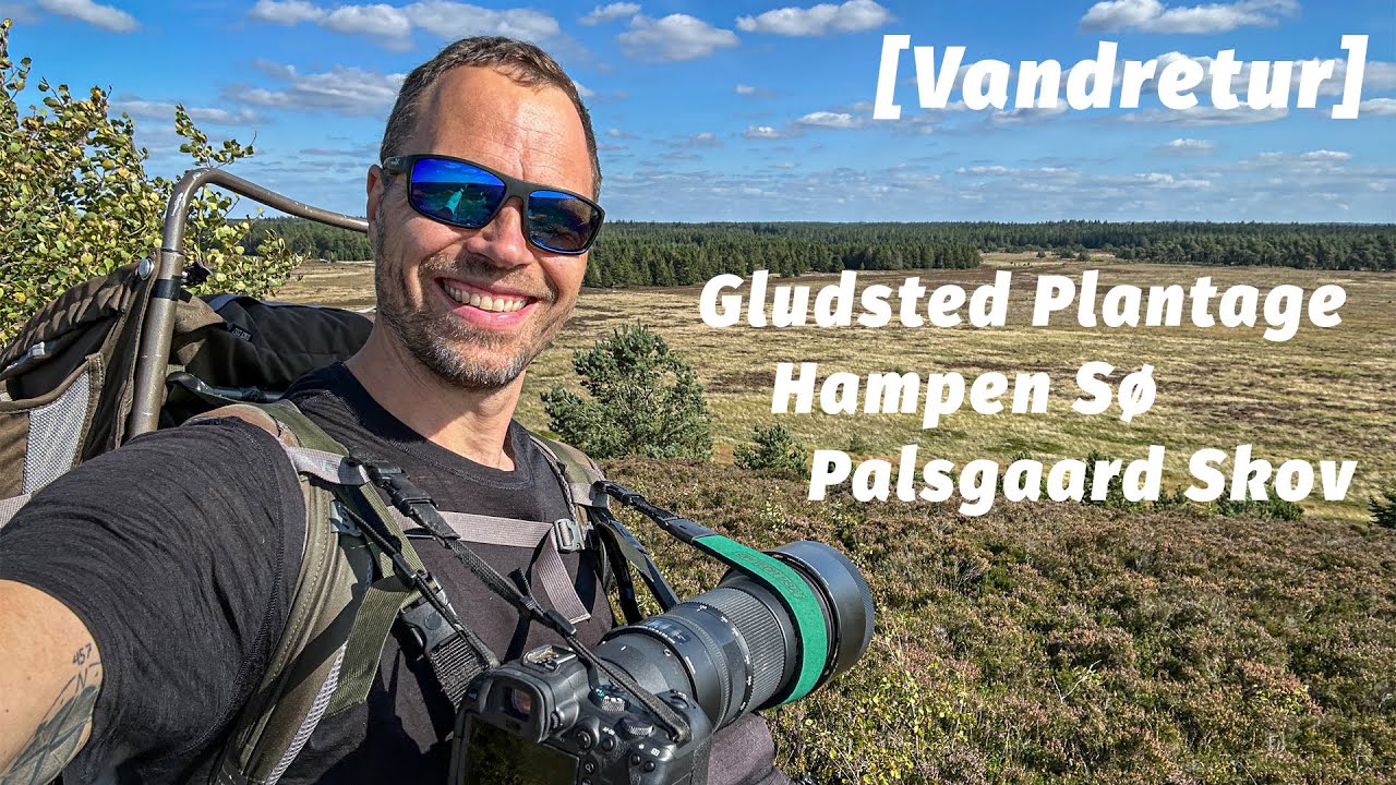 Vandretur ved Gludsted Plantage og Hampen Sø, Palsgaard Skov [Mikroeventyr]
