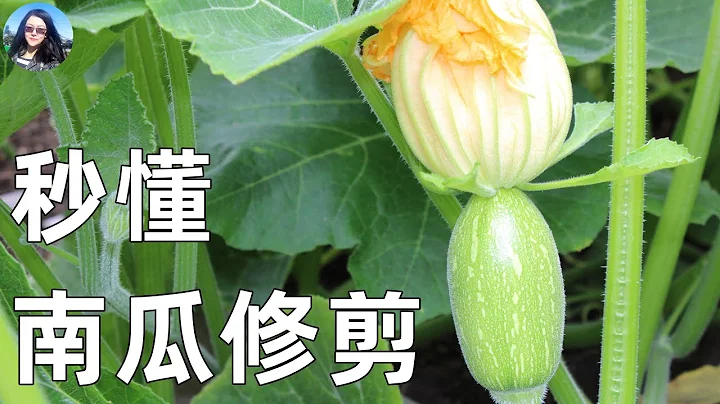 南瓜打枝修剪攻略! 蜜本南瓜, 一看就会 - 天天要闻