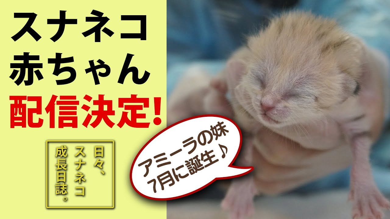 お知らせ アミーラに妹が スナネコの赤ちゃん公開記念 Announcements The New Birth Of Sand Cats Youtube Premier On 8 12 Youtube