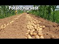 Amazing Potatoes Planting &amp; Harvesting Process - Modern Potato Chips Processing Line Inside Factory