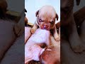 幸せを運ぶ子犬 #KoreaPuppies #JapanDogs