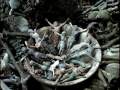 Dimmu Borgir - Eradication Instincts Defined (Orchestral)