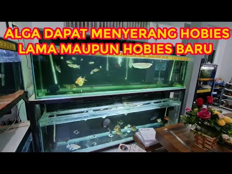 Video: Alga biru-hijau dalam akuarium: cadangan pembersihan