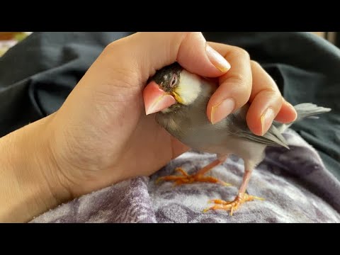 【12歳文鳥あずき】体重が戻ってきました　21→23g  java sparrow