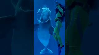 الحوت الابيض  #foryou #underwater #whale #whitewhale #dive #scubadiving #diver #fyp #foryourpage