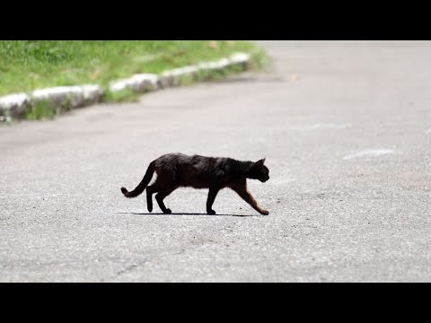 Video: Lëvizja E Një Mace Gjatë Verës Në Vend