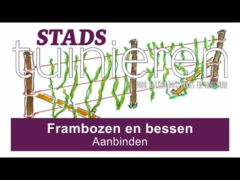 Stadstuinieren - Frambozen en bessen aanbinden