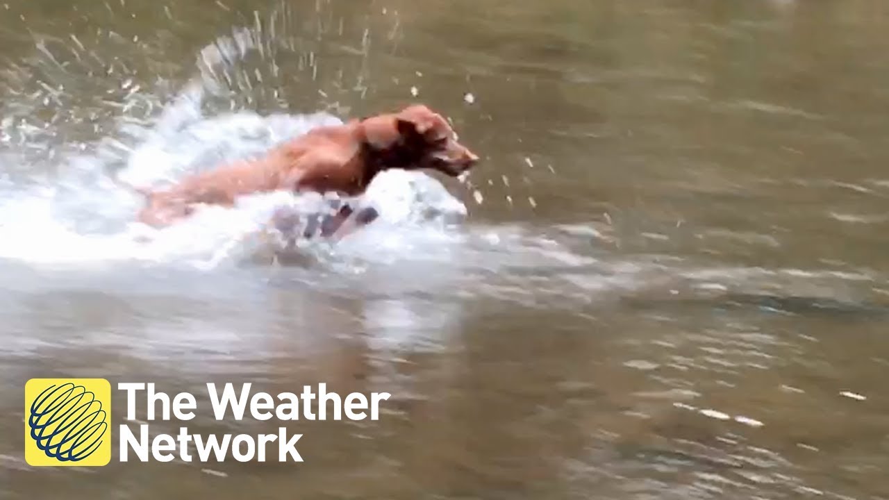 springboard Dog vs. fish is the most entertaining thing you'll see today