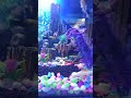 aquarium sangat indah aquascape terbaik #shorts