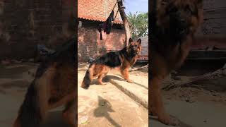 German Shepherd Double Coat I Pure German Shepherd I German Shepherd Attack On Owner Dog