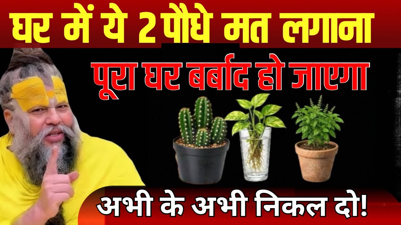 घर में ये 2 पौधे गलती से भी मत लगाना | वरना पूरा घर बर्बाद हो जाएगा!