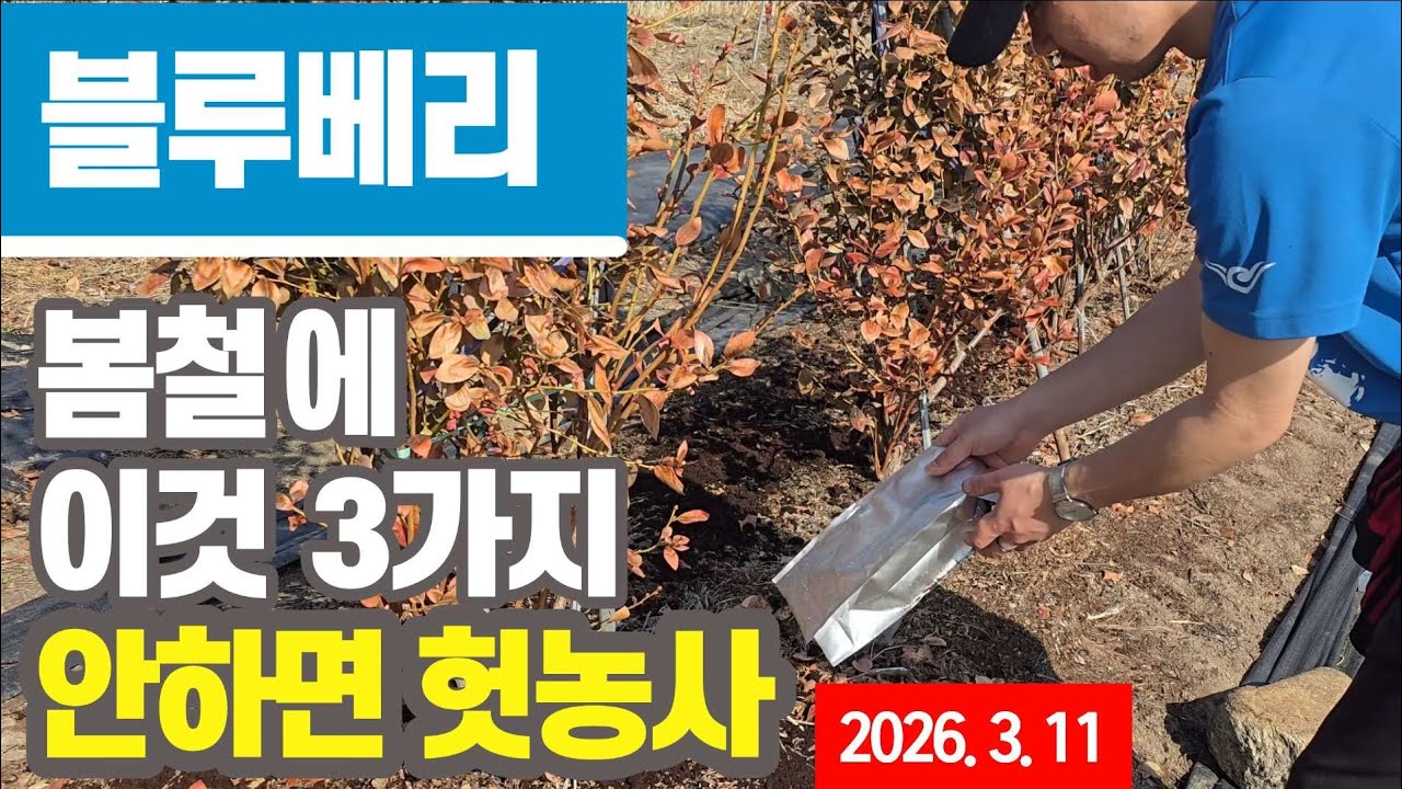 블루베리 - 봄철에 이것 3가지 안하면 헛농사! 블루베리 가지치기