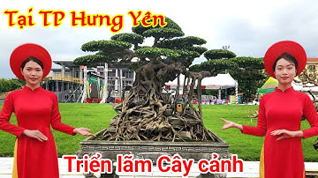 Hơn 300 TP Cây cảnh lần đầu được trưng bày tại hội trợ ĐBSH tổ chức tại TP Hưng Yên 