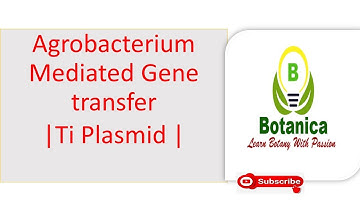 Agrobacterium mediated gene transfer-II