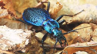 Střevlík vrásčitý - The blue ground beetle (Chaetocarabus intricatus)