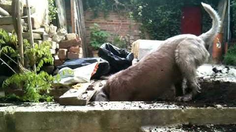 Slovakian rough haired pointer gardening help