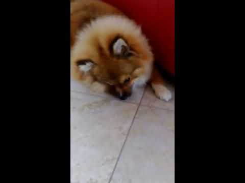 German spitz puppy reacting crazy on food