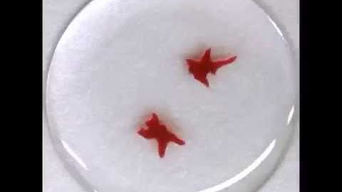 two multiarmed droplets