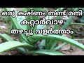 അലോയ് വേര തണ്ടിൽ നിന്ന് എങ്ങിനെ വളർത്താം | How to grow aloe vera from leaf or stem malayalam krishi