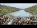 BEAVER DAM REMOVAL ON A RAINY DAY | THE WIDE ONE!