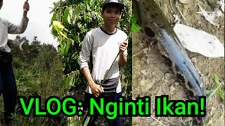 VLOG Nginti Ikan Ba Kebun Lada - Uban Vectrex Bulih Ikan Runto!