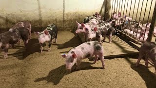 картинка: В гробу я бачів цих свиней. Чи вигідно держать свиней??? Мені ні, а ви як хочете