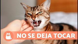 ¿Por qué mi GATO NO se deja TOCAR? 🐱 (6 Razones)