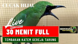 Masteran jernih | Cucak ijo isian Katem gereja tarung | 30 menit