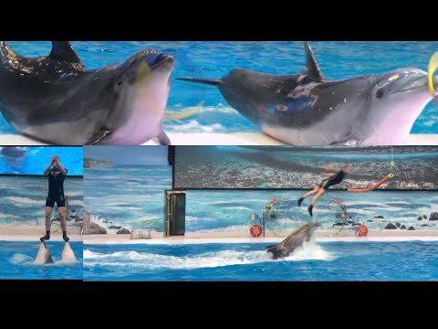 Dubai Dolphinarium 🐬🐬🌊|vlog9
