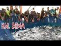 PUKAT CINCIN, Penangkapan Ikan Cakalang Terbanyak KM. BIMA LAUT ACEH