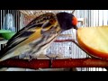 Красношапочный вьюрок хоровое пение Serinus pusillus goldfinch