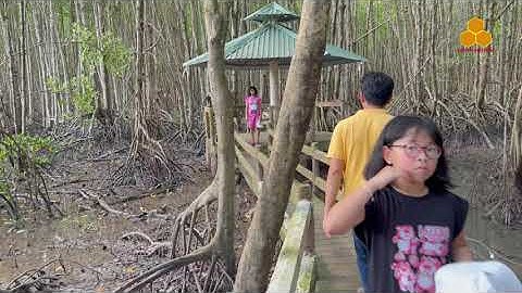 Du lịch đất mũi Cà Màu_ Rường ngập mặn