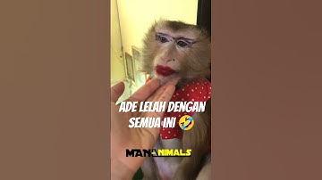 MONYET LUCU makeup 🤣#shortsfeed #shorts #shortsanimal #viralvideo #videos #monyet #fyp #hewanlucu