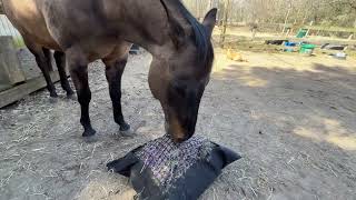 Just Sven Eating Some hay