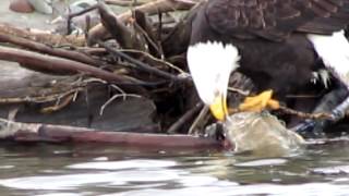 Bald Eagles eating salmon in Squamish - Canon Powershot SX40HS Zoom Test