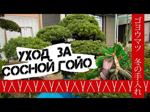 Видео: Как ухаживать за миниатюрной сосной?