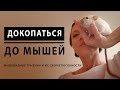 Докопаться до мышей: мышевидные грызуны и их сверхспособности // лекция Евгении Тимоновой в Яндексе