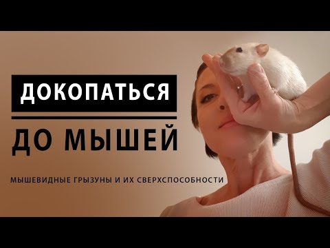 Видео: Докопаться до мышей: мышевидные грызуны и их сверхспособности // лекция Евгении Тимоновой в Яндексе