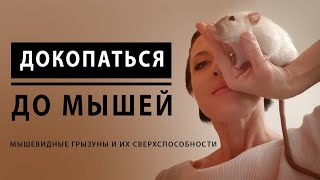 Докопаться До Мышей: Мышевидные Грызуны И Их Сверхспособности // Лекция Евгении Тимоновой В Яндексе