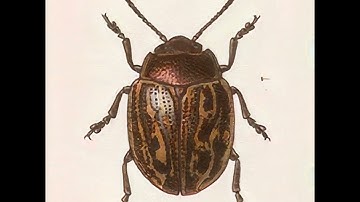 Beat ML Juice - Generative StyleGAN Animation using Lucid Sonic Dreams