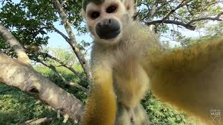 Monkey Selfie Director&#39;s Cut [Vuze XR]