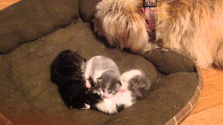 Fagan grooms Mandi's kittens