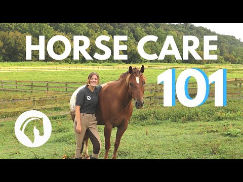 Video: How To Raise Horses