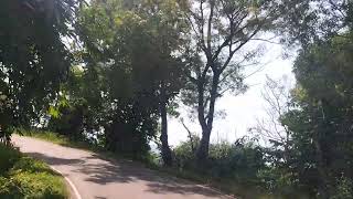 Trending Forest In Meghalaya