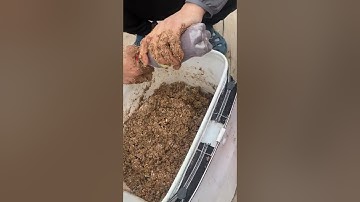 Hướng dẫn pha xả câu iso bột xả chinu chế thêm mắm tôm và bột mỳ, cám ngô, tép tươi