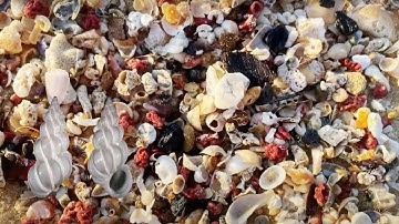 Finding seashells on the beach, low tide shelling in Australia, millions of micro shells