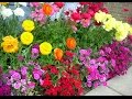 Winter Flowers for Texas Winter Flowers for Texas