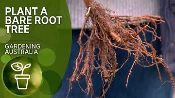 How to plant bare rooted trees | DIY Garden Projects | Gardening Australia