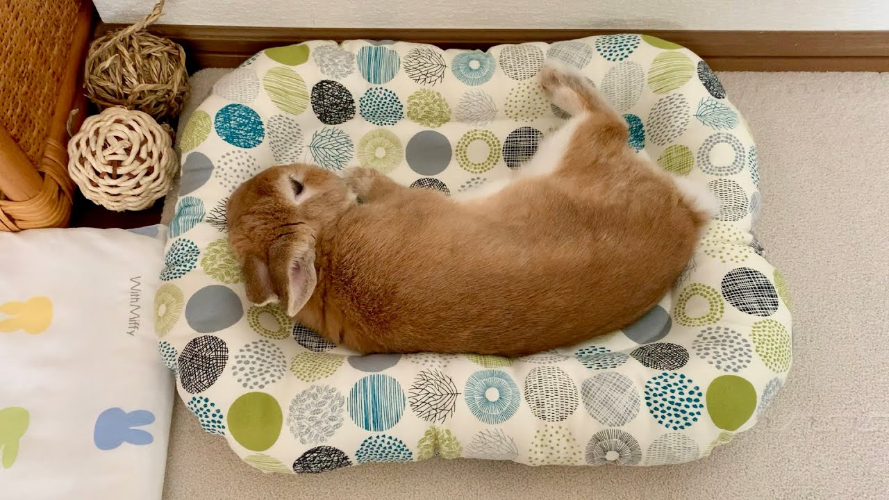 おやつを食べてクッションでゴロンするうさぎさん：7歳の誕生日会