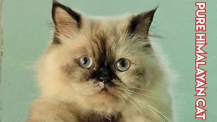 Watch the video about Pure Himalayan cat's available in Hyderabad at Syed's Cattery | Persian kittens with mother in Hyd